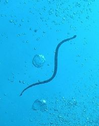 A snake eel and bubbles by Gordana Zdjelar 